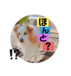 くー太のスタンプ2（個別スタンプ：5）
