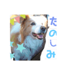 くー太のスタンプ2（個別スタンプ：8）