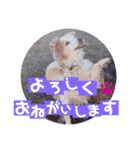 くー太のスタンプ2（個別スタンプ：12）
