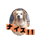 くー太のスタンプ2（個別スタンプ：14）