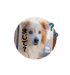 くー太のスタンプ2（個別スタンプ：15）