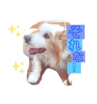 くー太のスタンプ2（個別スタンプ：18）
