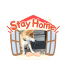 ぎん太スタンプ芝犬（個別スタンプ：1）