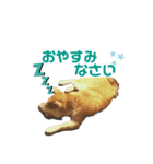 ぎん太スタンプ芝犬（個別スタンプ：2）