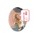 ぎん太スタンプ芝犬（個別スタンプ：3）