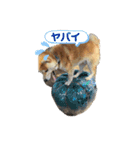 ぎん太スタンプ芝犬（個別スタンプ：4）