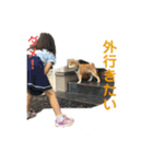ぎん太スタンプ芝犬（個別スタンプ：7）
