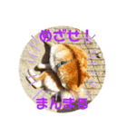 ぎん太スタンプ芝犬（個別スタンプ：8）