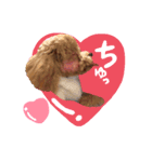 トイプードル〜lion〜❹（個別スタンプ：1）