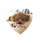 トイプードル〜lion〜❹（個別スタンプ：3）