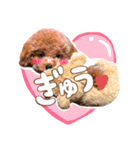 トイプードル〜lion〜❹（個別スタンプ：4）