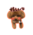 トイプードル〜lion〜❹（個別スタンプ：6）