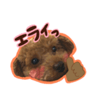 トイプードル〜lion〜❹（個別スタンプ：9）