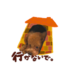 トイプードル〜lion〜❹（個別スタンプ：13）