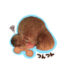 トイプードル〜lion〜❹（個別スタンプ：16）