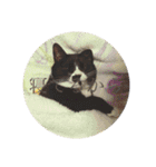 うちの猫しかいないスタンプ（個別スタンプ：2）