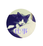 うちの猫しかいないスタンプ（個別スタンプ：5）
