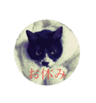 うちの猫しかいないスタンプ（個別スタンプ：6）