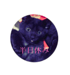うちの猫しかいないスタンプ（個別スタンプ：7）
