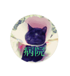 うちの猫しかいないスタンプ（個別スタンプ：8）