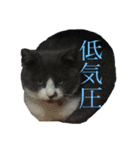 うちの猫しかいないスタンプ（個別スタンプ：9）