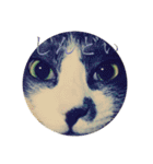 うちの猫しかいないスタンプ（個別スタンプ：10）