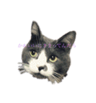 うちの猫しかいないスタンプ（個別スタンプ：11）
