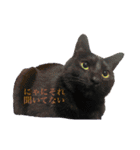 うちの猫しかいないスタンプ（個別スタンプ：18）