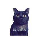 うちの猫しかいないスタンプ（個別スタンプ：19）