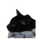うちの猫しかいないスタンプ（個別スタンプ：20）