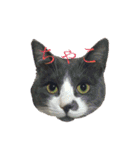 うちの猫しかいないスタンプ（個別スタンプ：21）