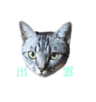 うちの猫しかいないスタンプ（個別スタンプ：22）