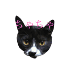 うちの猫しかいないスタンプ（個別スタンプ：23）