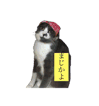 うちの猫しかいないスタンプ（個別スタンプ：29）