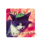 うちの猫しかいないスタンプ（個別スタンプ：31）
