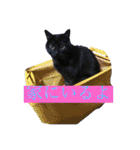 うちの猫しかいないスタンプ（個別スタンプ：39）