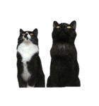 うちの猫しかいないスタンプ（個別スタンプ：40）