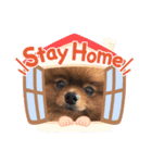うちのPOME（個別スタンプ：7）