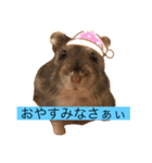 俺のハムスター（個別スタンプ：1）