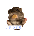 俺のハムスター（個別スタンプ：3）
