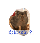 俺のハムスター（個別スタンプ：5）