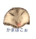 俺のハムスター（個別スタンプ：8）