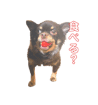 マロンの日常だよ（個別スタンプ：1）