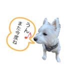 ウェスティと仲間の日常（個別スタンプ：1）