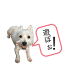 ウェスティと仲間の日常（個別スタンプ：4）