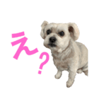 ウェスティと仲間の日常（個別スタンプ：5）