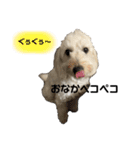 あずきの日常〜ミニチュアドゥードル〜（個別スタンプ：8）