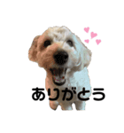 あずきの日常〜ミニチュアドゥードル〜（個別スタンプ：10）