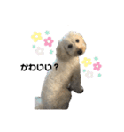 あずきの日常〜ミニチュアドゥードル〜（個別スタンプ：12）