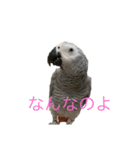 ヨウムのスタンプ（個別スタンプ：1）